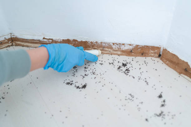Best Affordable Pest Control Services  in Fairmount, IN